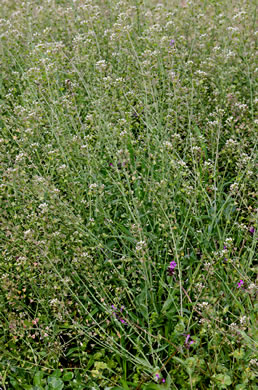 image of Capsella bursa-pastoris, Common Shepherd's Purse