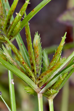 spikelet