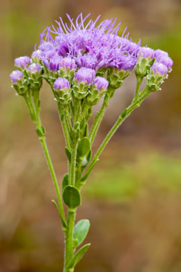 image of Carphephorus corymbosus, Florida Paintbrush, Coastal Plain Chaffhead, Flatwood Chaffhead