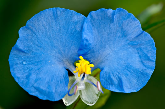 image of Commelina erecta var. angustifolia, Sand Dayflower, Pineland Dayflower, Slender Dayflower