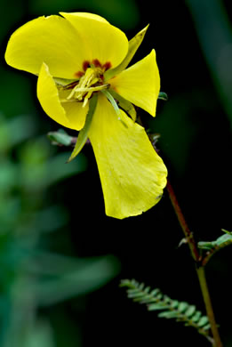 image of Chamaecrista fasciculata var. fasciculata, Common Partridge-pea, Showy Partridge Pea