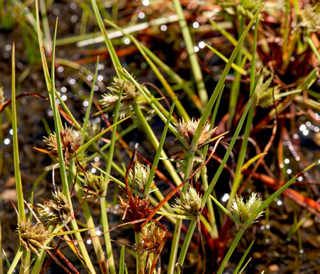 image of Cyperus granitophilus, Granite Flatsedge