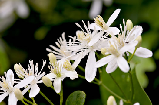 image of Clematis terniflora, Sweet Autumn Clematis, Yam-leaved Clematis, Sweet Autumn Virgin's Bower, Japanese Virgin's-bower