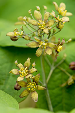 Caulophyllum thalictroides, Common Blue Cohosh, Papooseroot, Green Vivian