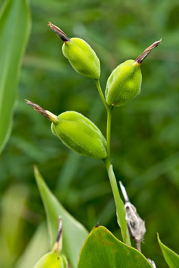 image of Canna flaccida, Golden Canna, Yellow Canna, Indian Shot