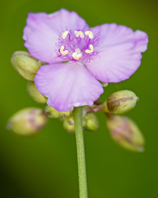 image of Cuthbertia graminea, Grassleaf Roseling, Pink Spiderwort, Slender Roseling