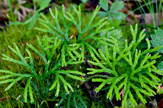 image of Diphasiastrum digitatum, Southern Ground-cedar, Common Running-cedar, Fan Ground-pine, Running Ground-pine