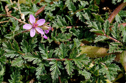 image of Erodium cicutarium, Common Storksbill, Redstem Storksbill, Heronsbill, Redstem Filaree