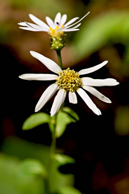 image of Eurybia mirabilis, Piedmont Aster, Bouquet Aster