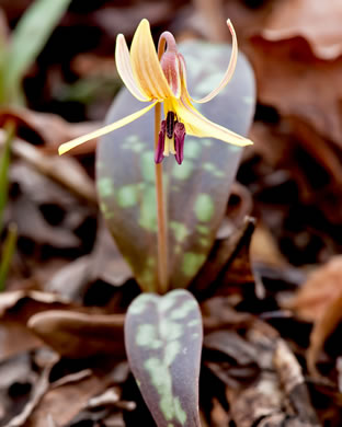 image of Erythronium umbilicatum ssp. umbilicatum, Dimpled Trout Lily, Dogtooth Violet