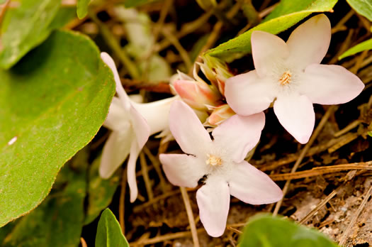 image of Epigaea repens, Trailing Arbutus, Mayflower