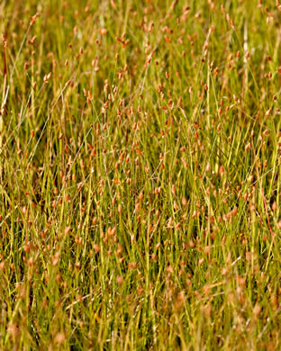 image of Fimbristylis schoenoides, ditch fimbry