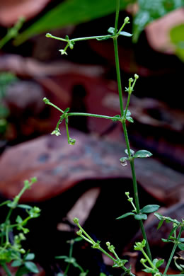 image of Galium bermudense, Coastal Bedstraw