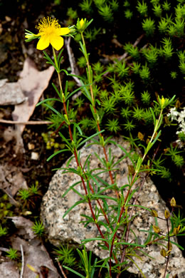 image of Hypericum lloydii, Lloyd's St. Johnswort, Sandhills St. Johnswort, Piedmont St. Johnswort