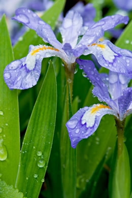 image of Iris cristata, Dwarf Crested Iris