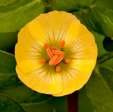 image of Kallstroemia maxima, Greater Caltrop