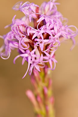 image of Liatris chapmanii, Chapman's Blazing-star