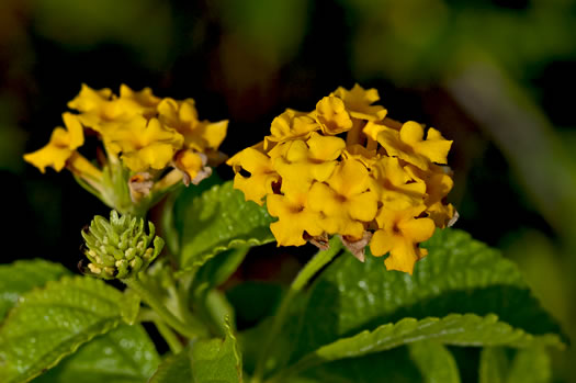 image of Lantana depressa var. floridana, Florida Lantana, East Florida Lantana