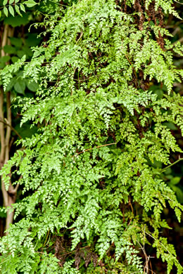 image of Lygodium japonicum, Japanese Climbing Fern