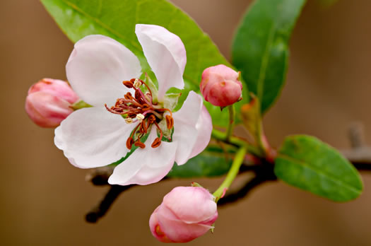 image of Malus angustifolia, Southern Crabapple, Wild Crabapple