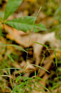 panicle