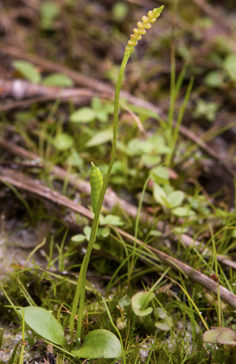 image of Ophioglossum nudicaule, Slender Adder's-tongue