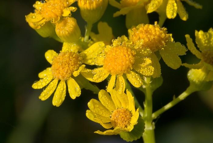 image of Packera glabella, Butterweed, Smooth Ragwort, Smooth Groundsel, Yellowtop