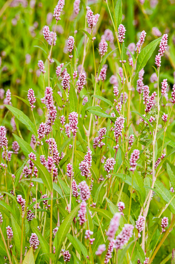 image of Persicaria maculosa, Spotted Lady's-thumb, Heart's-ease