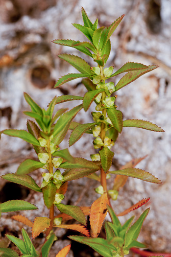 image of Proserpinaca palustris, Marsh Mermaid-weed, Common Mermaid-weed