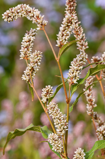 image of Persicaria pensylvanica, Pennsylvania Smartweed, Pinkweed, Common Smartweed