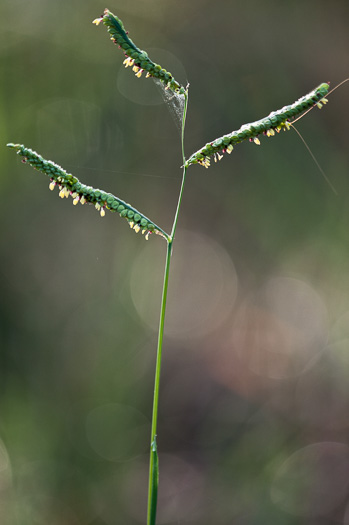 image of Paspalum praecox, Early Crowngrass