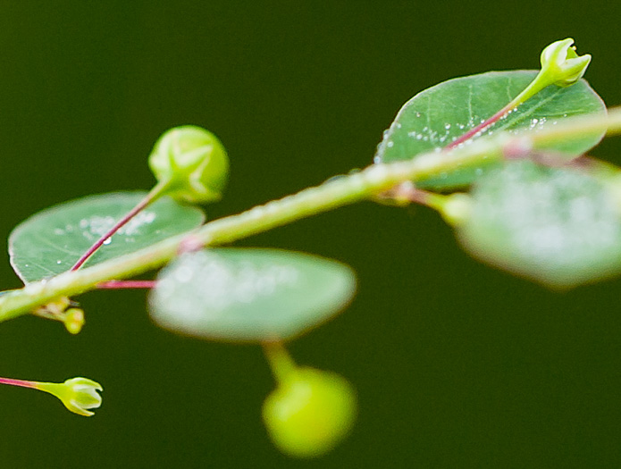 image of Moeroris tenella, Mascarene Island Leaf-flower