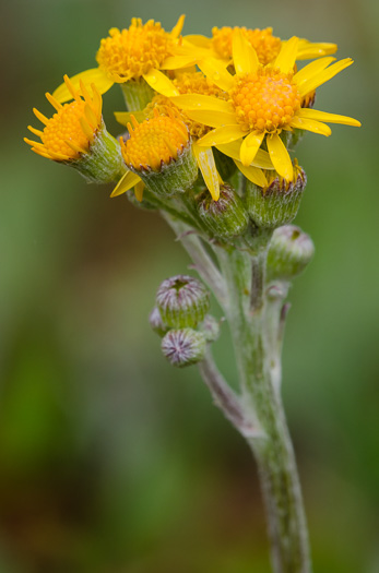 image of Packera dubia, Woolly Ragwort, Woolly Groundsel, Woolly Goldenwort