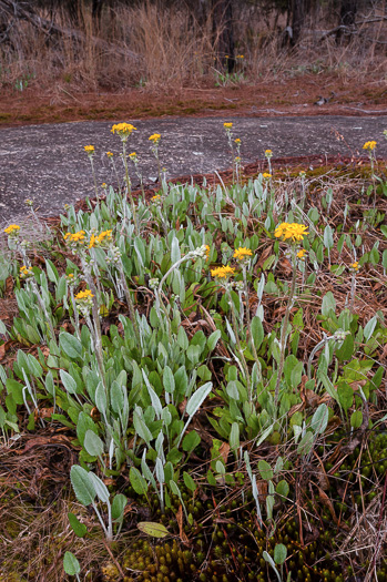 image of Packera dubia, Woolly Ragwort, Woolly Groundsel, Woolly Goldenwort