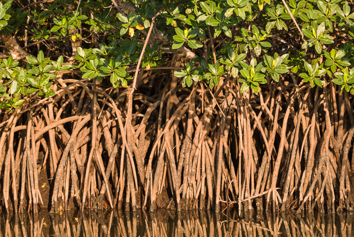 image of Rhizophora mangle, Red Mangrove