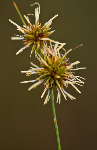 spikelet