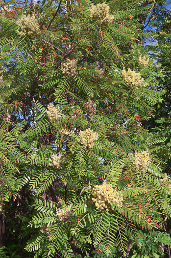 image of Rhus copallinum +, Winged Sumac, Shining Sumac, Dwarf Sumac