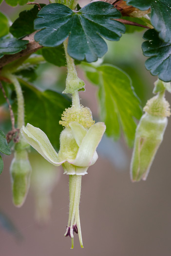 image of Ribes echinellum, Miccosukee Gooseberry, Spiny Gooseberry, Florida Gooseberry