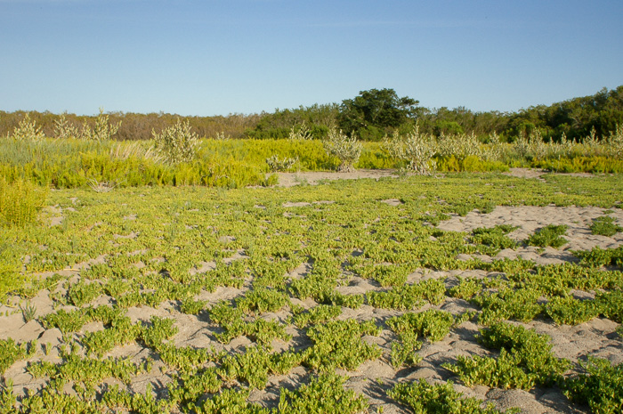 image of Sesuvium maritimum, Small Sea-purslane, Slender Sea-purslane