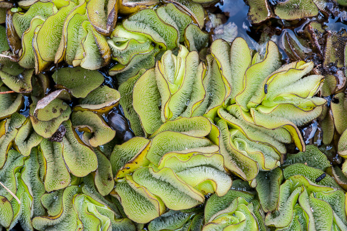 image of Salvinia molesta, Giant Salvinia, Kariba Weed