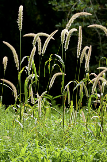 panicle