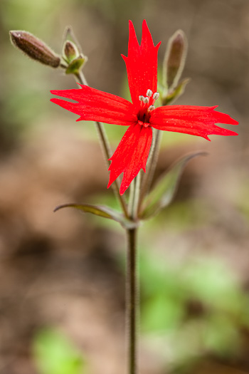 image of Silene virginica var. virginica, Fire-pink