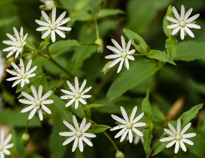 image of Stellaria pubera, Star Chickweed, Giant Chickweed, Great Chickweed, Common Starwort