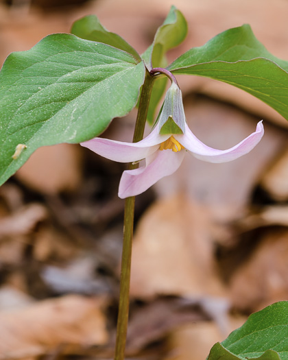 image of Trillium catesbyi, Catesby's Trillium, Rosy Wake-robin, Bashful Trillium, Rose Trillium