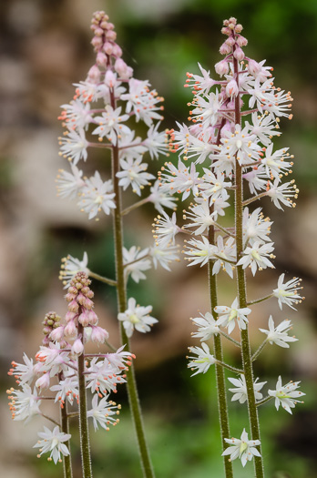 Piedmont Foamflower