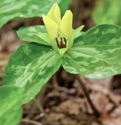 Faded Trillium (Trillium discolor)