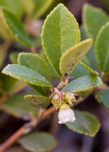 Rayner's Blueberry