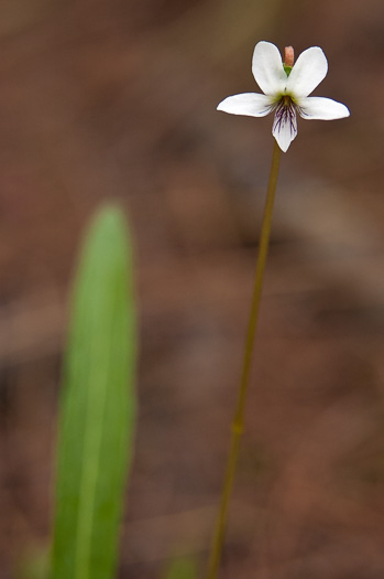 image of Viola vittata, Strapleaf Violet, White Bog Violet, Southern Water Violet