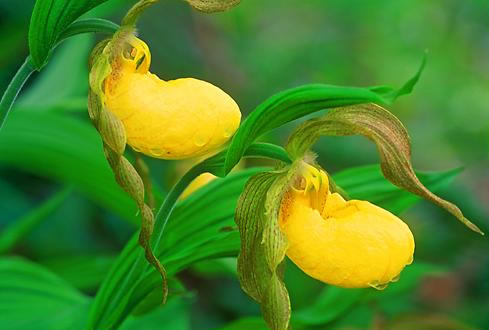 image of Cypripedium parviflorum var. pubescens, Large Yellow Lady's Slipper