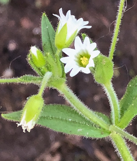 image of Cerastium nutans, Nodding Mouse-ear Chickweed, Nodding Chickweed